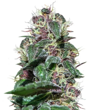 Ayahuasca Purple fem