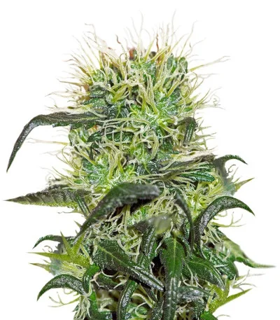 Bad Azz Kush fem