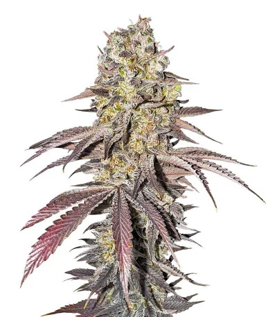 Black Cherry Gushers