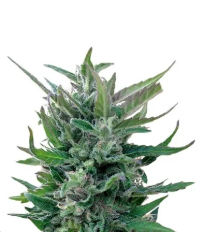Blue Mammoth Auto
