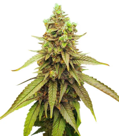 Bubba Kush fem