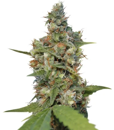 CBD Blue Shark fem