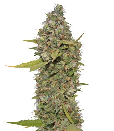 CBD Critical Cure fem