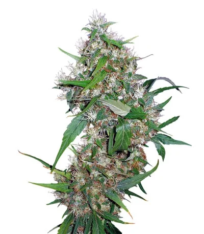 Critical Kush Auto fem