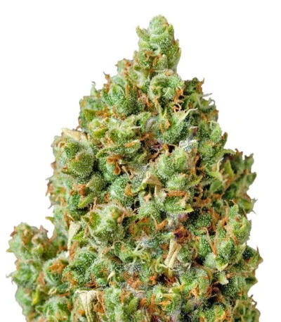 Critical Kush fem