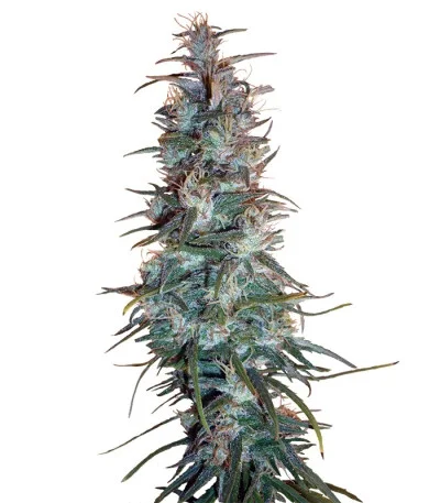 Dr Grinspoon fem