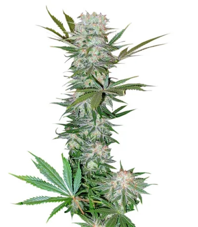 G13 Haze fem