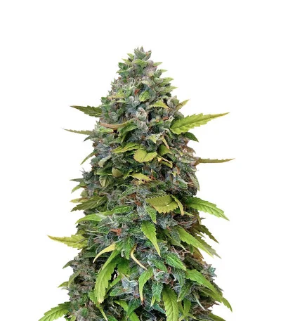 Gorilla Glue Auto fem