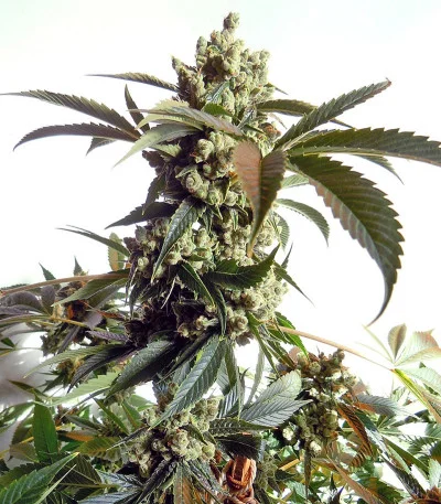 Laughing Buddha fem