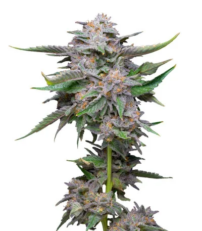 Lemon Cherry Gelato