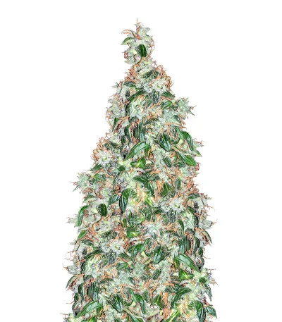 LSD Auto fem