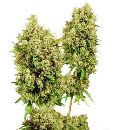 LSD fem