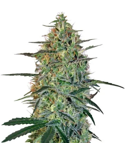 Malana Bomb Auto fem