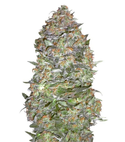 NYC Diesel Auto