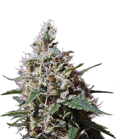 Peppermint Kush