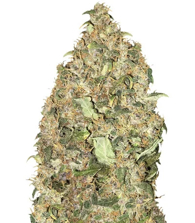 Peyote Cookies fem