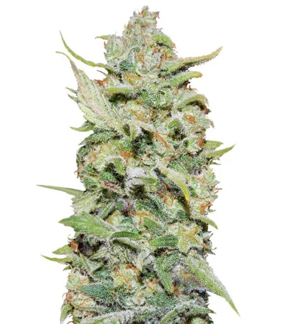 Peyote Critical fem