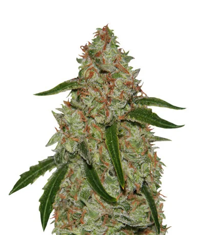 Phantom OG