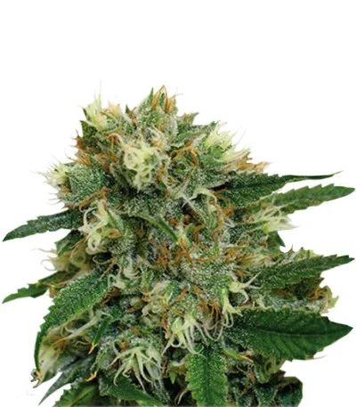 Phatt Fruity