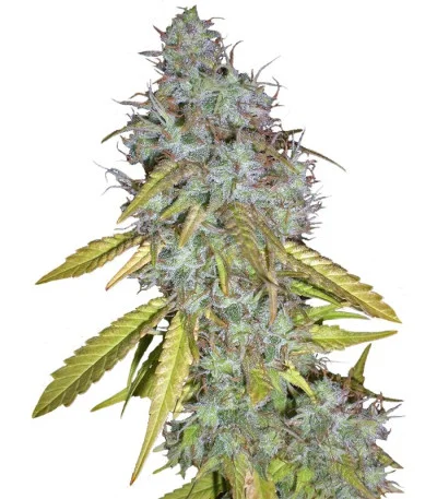 Red Cherry Berry