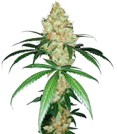 Red Diesel