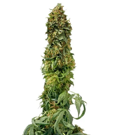 Sweet Tooth Auto fem
