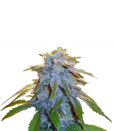 Sweet Tooth fem