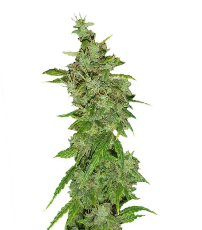Tangerine Dream fem