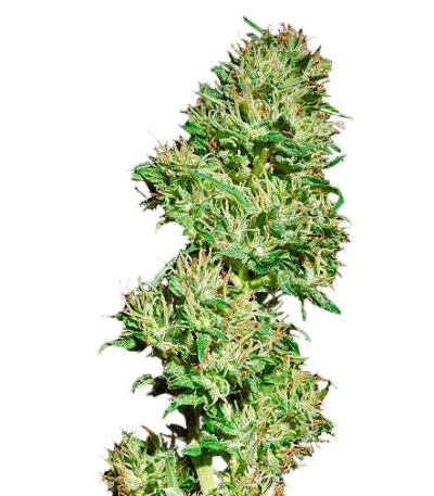 Utopia Haze