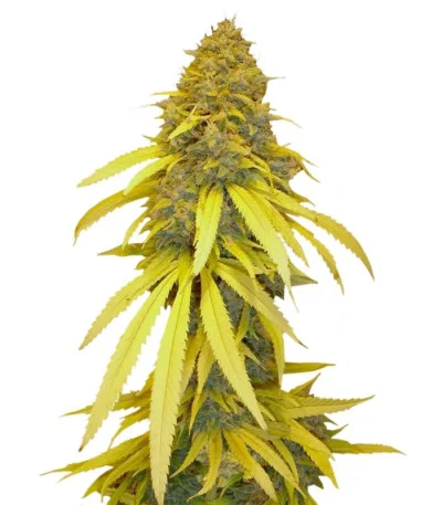 Vanilla Kush