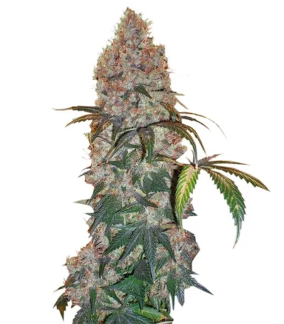 Violator Kush