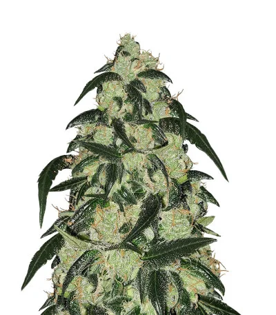 Wedding Cake fem