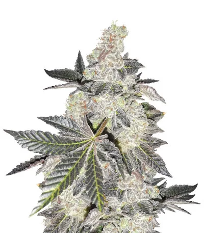 Girl Scout Cookies fem