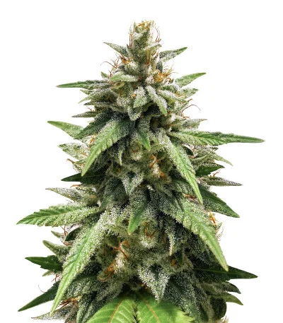 Gorilla Glue #4 fem