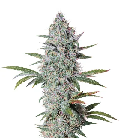 Bruce Banner Auto fem
