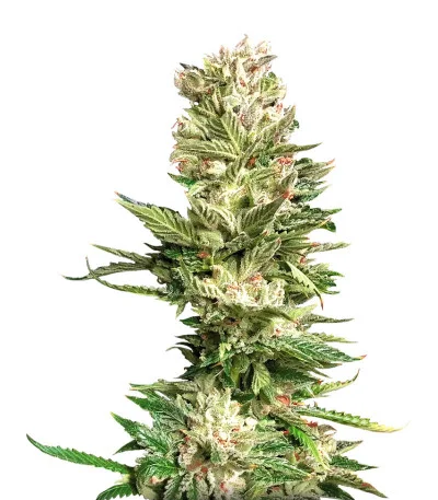 Bruce Banner fem