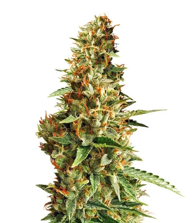 Do-Si-Dos fem