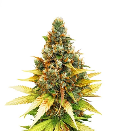 Gelato fem