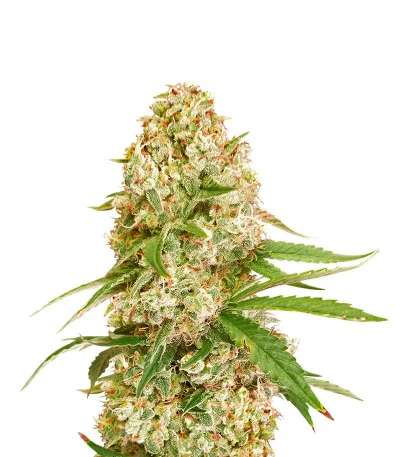Gorilla Glue #4 fem