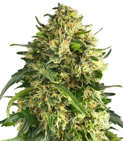 Ice Cream Ghost Train fem