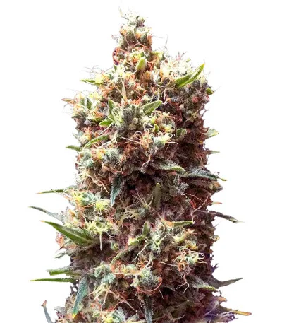 Tropicana Cookies Auto fem