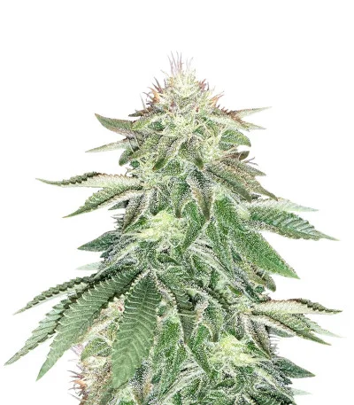 Wedding Cake fem