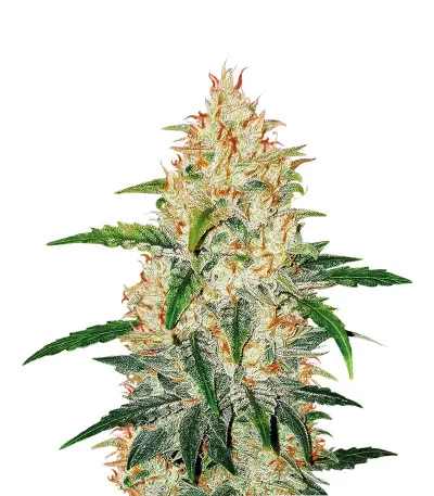 Zkittlez Auto fem