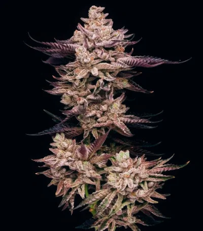 El Valle Haze fem