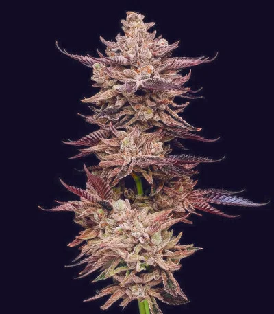 Frosted Fujis fem