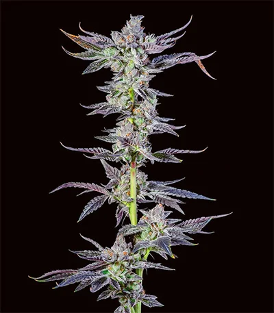 High Society fem