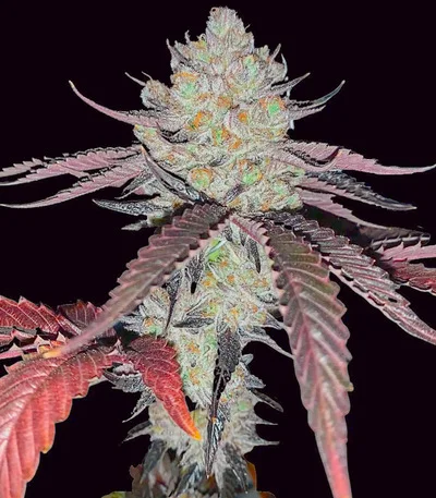 Marshmallow OG fem
