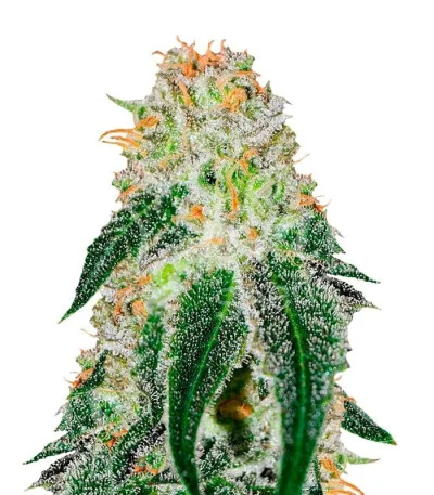 Black Russian fem