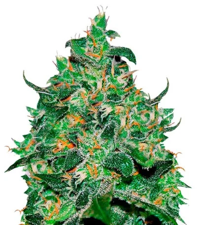 Critical Jack Herer Auto fem
