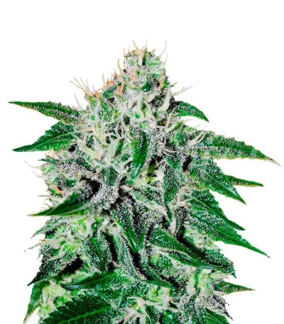 Critical Jack Herer fem